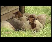 FOURNEAU ST MICHEL TOUT SUR LE MOUTON