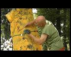PREPARATIFS DE PAYS  ARBRES
