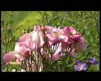 JARDIN OUVERT DE BELGIQUE L ENCLOS