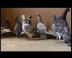 INAUGURATION D UN PIGEONNIER