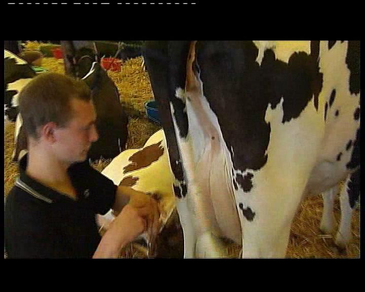 AMBIANCE ET CONCOURS DE VACHES