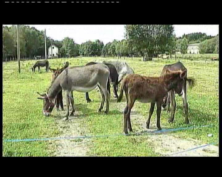 L AFSCA SAISIT LES ANES DE BASTOGNE
