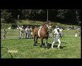 FETE DU CHEVAL (HABAY-LA-NEUVE)