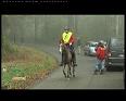 CHAMPIONNAT DE BELGIQUE DES JEUNES CHEVAUX