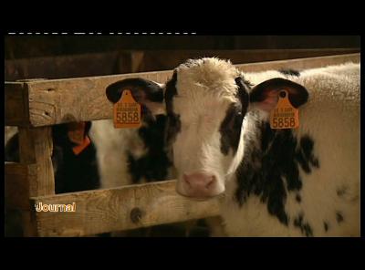 JEHONVILLE : ARSIA IDENTIFICATION ANIMALE DELOCALISATION A CINEY