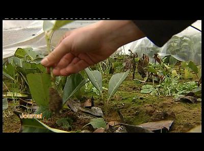 ATHENEE ROYAL D IZEL RECOMPENSE PAR WWF
