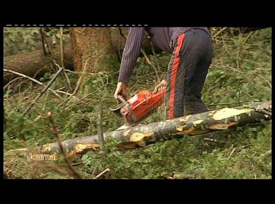 ENTREPRISE SPECIALISEE DECOUPE ARBRE SUR MAISON