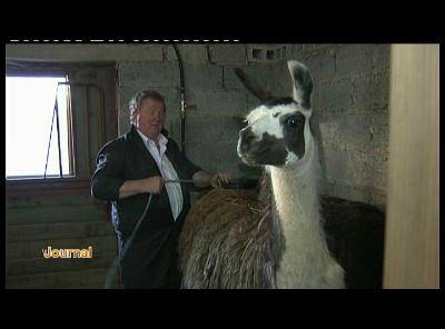 LA FOIRE DE LIBRAMONT S OUVRE AUX LAMAS
