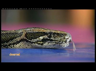 JOURNEE NAC: FORMATION POUR CAPTURER REPTILES ET ARACHNIDES (PALISEUL)