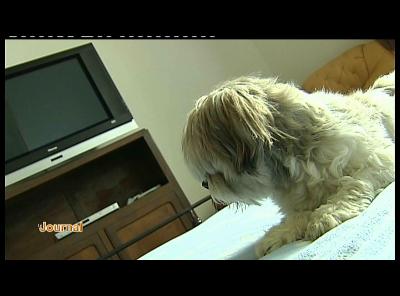 OUVERTURE DOGGY PALACE