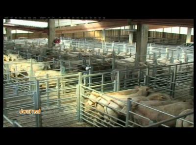 NEUFCHATEAU : MARCHE COUVERT CP CREATION MARCHE AU CADRAN