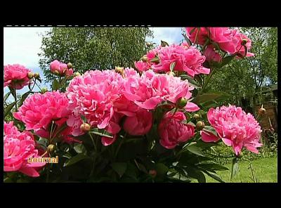 CHINY JARDINS OUVERTS