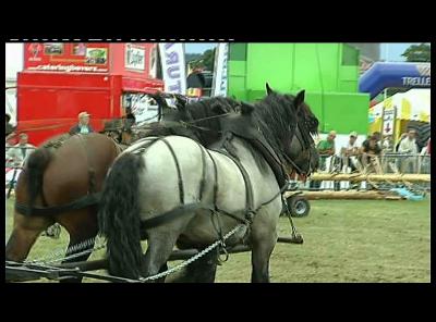 JOURNEE DES MANDATAIRES LE CHEVAL EN VILLE