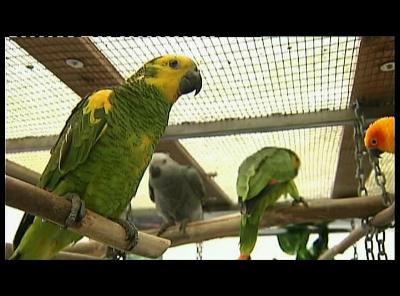 MARCHE 1900 MARCHE AUX OISEAUX ET ARTISANAL