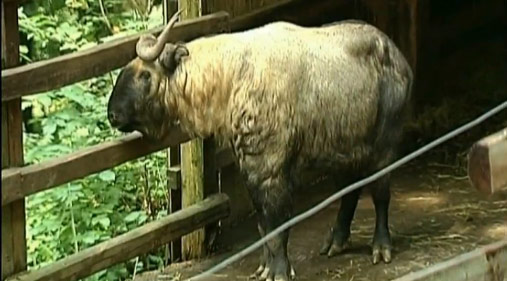 PARC ANIMALIER BOUILLON