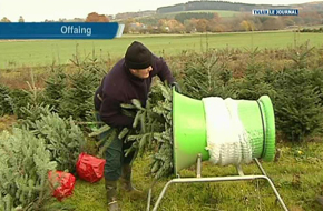 CONDITIONNEMENT DES SAPINS DE NOEL