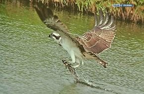 OBSERVATOIRE DES CIGOGNES