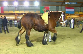 WALEXPO: CHAMPIONNAT NATIONAL CHEVAUX DE TRAIT