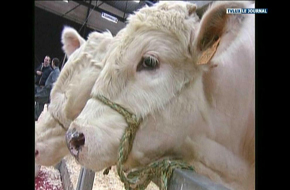 UN VETERINAIRE DE BIEVRE ARRETE POUR COMMERCE DE PRODUITS INTERDITS
