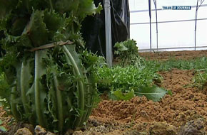 BREUVANNE 100000 EUROS POUR LE RESEAU LOCAL DE LEGUMES BIO LES GROSSES LEGUMES