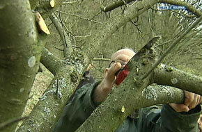 HABERGY ATELIER DE TAILLE D ARBRES FRUITIERS