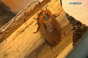INSECTES AU MENU A HABAY
