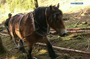 SUXY: DES PORTUGAIS APPRENNENT LE DEBARDAGE