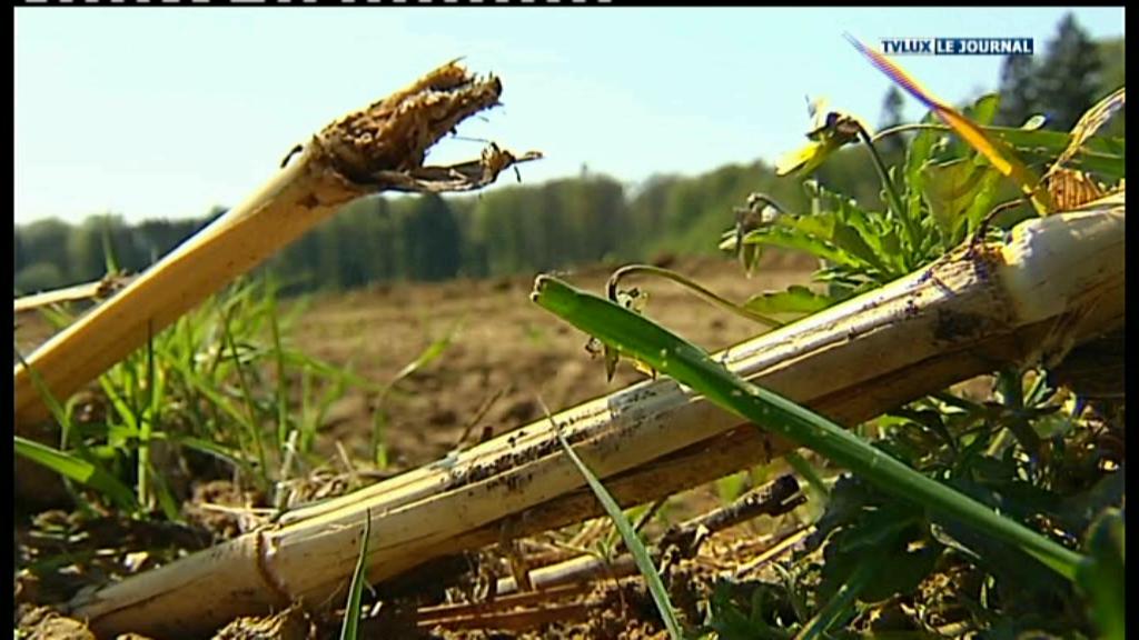 CHINY : DEGATS DE GIBIER