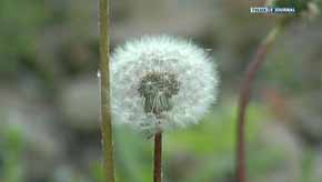 SNCB : TRAINS RALENTIS PAR LE POLLEN