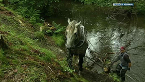 Habay : des chevaux de trait dans les rivières
