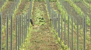 Des vignes en bord de Meuse à Houx.