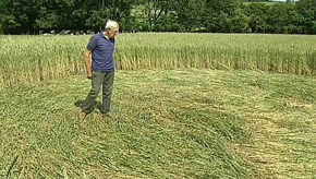 Bertrix : Mystérieux « crop circles » dans un champ 