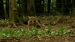 Han-sur-Lesse : Naissance de 4 Lynx