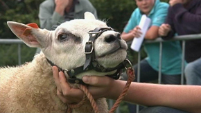 Etalle : traditionnelle fête du mouton