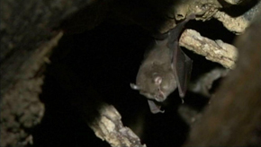 Warmifontaine : protection des chauve-souris