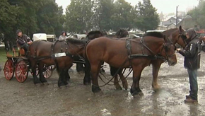 Habay : Fêtes du cheval