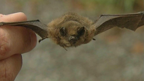 Han-sur-Lesse : La nuit européenne de la Chauve Souris