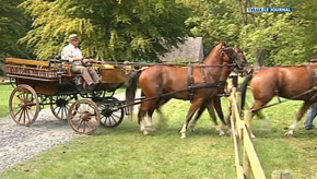 Saint-Hubert : Cheval de pleine nature