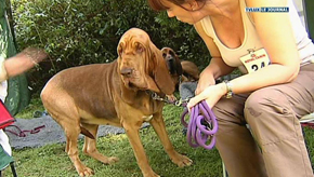 Les chiens de la race Saint-Hubert