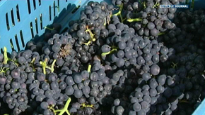 Torgny : Vendanges