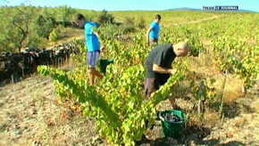 Jamoigne : viticulteur à Perpignan
