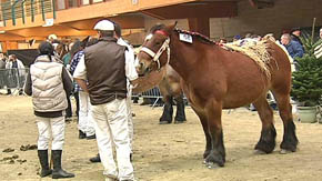 Libramont: journée du cheval de trait