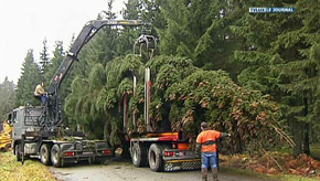 Le sapin royal vient de Saint-Hubert