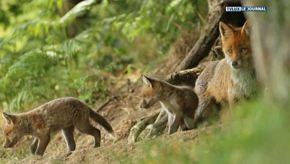 Neufchâteau : La décade du Renard au centre culturel