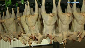 Bertrix : l'abattoir en pleine expansion