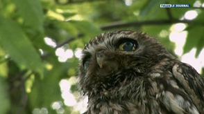 Nouveau recensement pour Natagora: les rapaces nocturnes