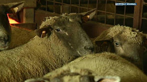 La Roche : un élevage touché par le virus Schmallenberg ?