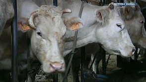 Mormont : Un agriculteur victime d'un second vol de bétail