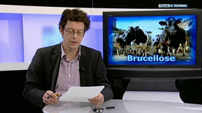 Brucellose : Mesures de surveillance en province de Luxembourg