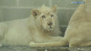 Bouillon : Deux lionceaux blancs au parc animalier